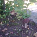 ���� �����, ������ ��������, 66 ��� - ��������� 15 ������� 2015 � ������ ���� ����������