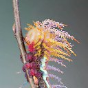 ���� Helena, ��������, 48 ��� - ��������� 15 ������� 2015 � ������ ������ ��������