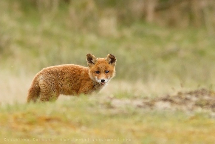 Roeselien Raimond. - 8