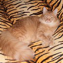  ,  -  20  2015    )))