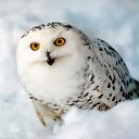 ���� �����, ������������ - ��������� 12 ������ 2016 � ������ ������ ��������