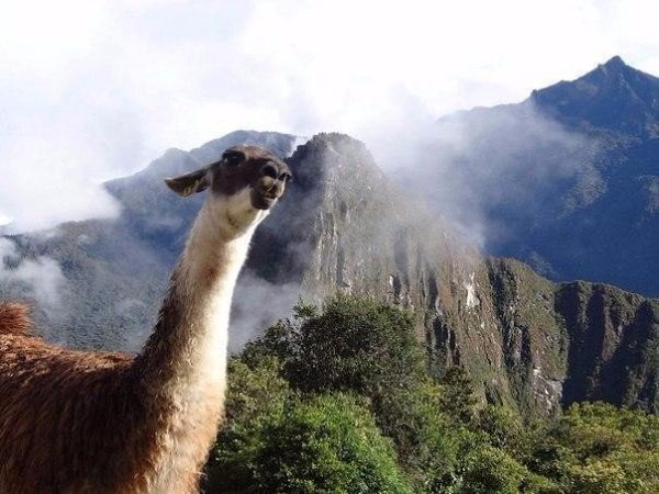    -.#animal@travel.blog - 4