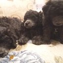 ���� Olga, ������������ - ��������� 10 ������� 2016 � ������ ���� ����������