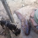 ���� ������, ���������, 52 ���� - ��������� 26 �������� 2015 � ������ ���� ����������