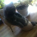 ���� �����, �����-��������� - ��������� 25 ������� 2015 � ������ ������ ��������