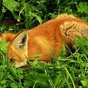 ���� �����, ������������, 53 ���� - ��������� 5 ������� 2015 � ������ �������Ȼ