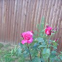 ���� �������, ��������, 66 ��� - ��������� 24 ������� 2015 � ������ ���� ����������