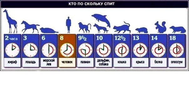 Сколько кошки спят