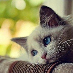 �������, �������