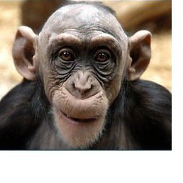 ���������, ����, 53 ����