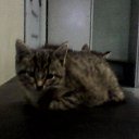 ���� ������, �����-���������, 46 ��� - ��������� 19 ������� 2015 � ������ ������ ��������