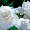���� Ani, ������ - ��������� 26 ������ 2015 � ������ ������...�