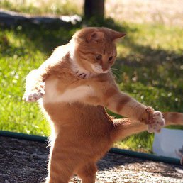 Alex, ��������, 63 ����