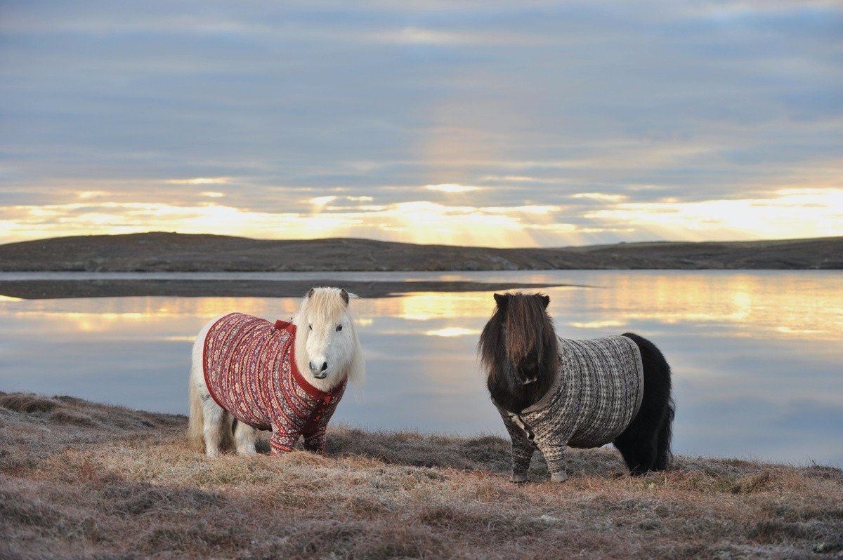 Scotland animal. Шотландия пони. Пони в свитерах Шотландия. Шетлендский пони. Шетланд пони.