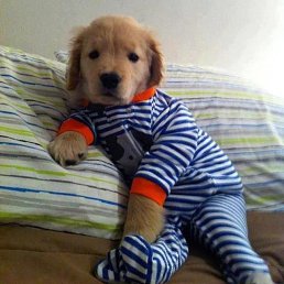 �������, ������-��-����, 48 ���