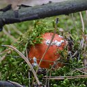 ���� �, �������� - ��������� 12 ������� 2015 � ������ ���������