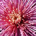 ���� Aleksey, ���������, 44 ���� - ��������� 17 ������ 2015 � ������ ������������