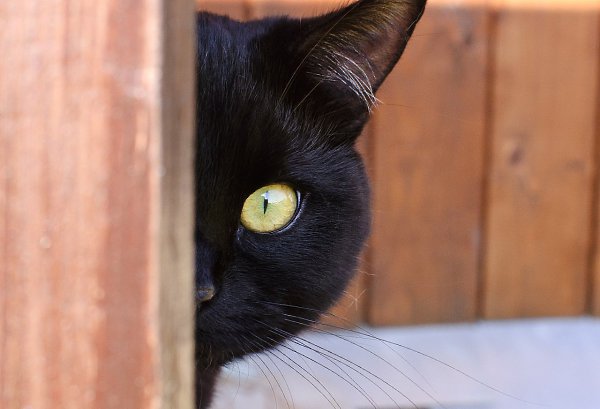 CATS OF ALL - 23 ������ 2015 � 17:21