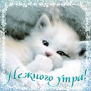 ���� Rose, ����������� - ��������� 7 ������ 2016 � ������ �������� ��������