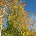 ���� �����, �����-���������, 51 ��� - ��������� 20 ������� 2016 � ������ ��� �������