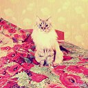 ���� Ca��, ������, 37 ��� - ��������� 2 ������ 2016 � ������ ���� ����������