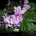 ���� �����, ���������, 65 ��� - ��������� 22 ������� 2015 � ������ ������ ��������