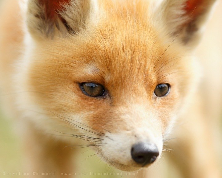 Roeselien Raimond.