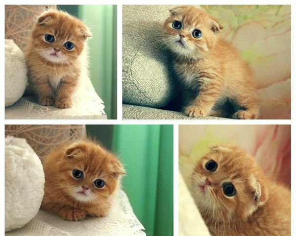 ������� ����������� :3
