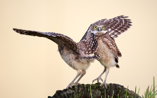    2015       Comedy Wildlife Photography Awards. - 10