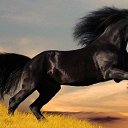 ���� Aleks, ����� ������� - ��������� 12 ������� 2015 � ������ �HORSES�