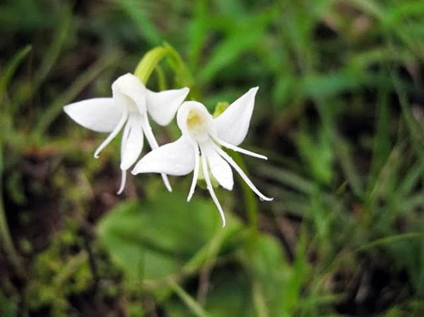  (Habenaria Grandifloriformis)
