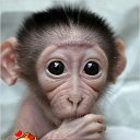 ���� �����, �����������, 41 ��� - ��������� 17 ������ 2015 � ������ ���� ����������