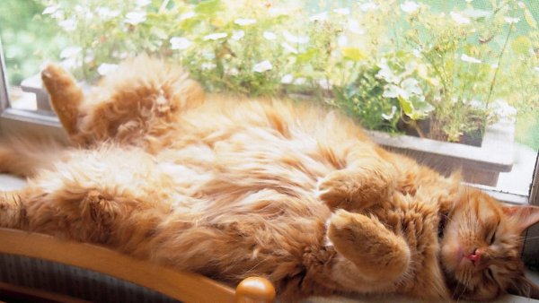 Утро котов и кошек бывает разным, но удивительно похожим на утро людей. - 2