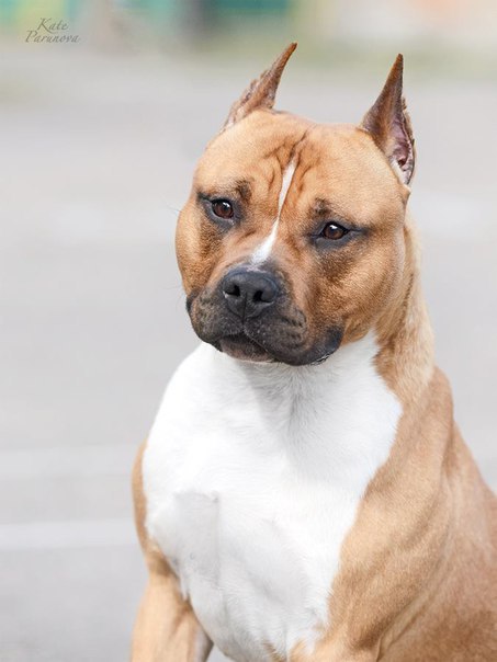 ������ ������ - 28 �������� 2015 � 21:05