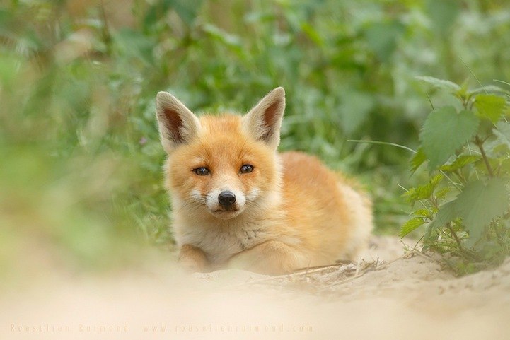 Roeselien Raimond. - 2