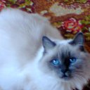 ���� �����, ���� - ��������� 29 �������� 2015 � ������ ������ ��������