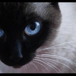 �����, ������-��-����