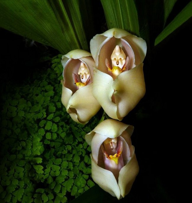  (Anguloa Uniflora)