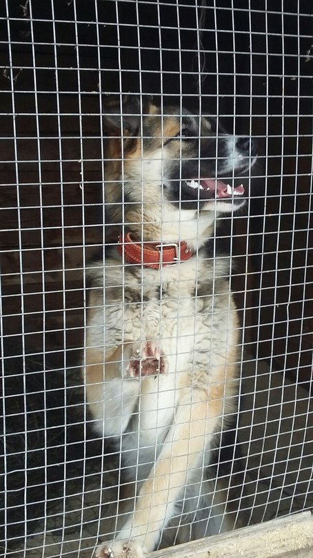 Москва и МО.Дамы и Господа!Вашему вниманию представляется статный красавец Рекс!Отныне и навсегда ... - 3