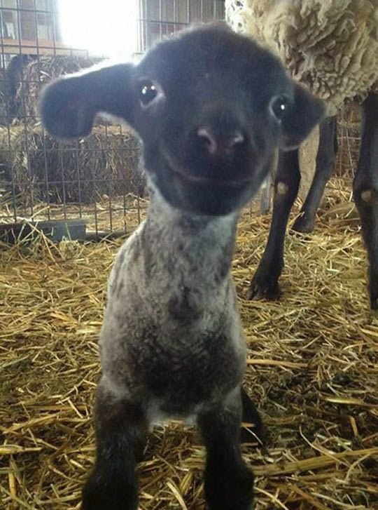 Having A Bad Day? Well, Heres A Smiling Lamb