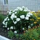 ���� ���������, ����� - ��������� 31 ������ 2016 � ������ ������ ��������