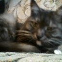 ���� ��������, ������ ��������, 61 ��� - ��������� 3 ������� 2016 � ������ ���� ����������