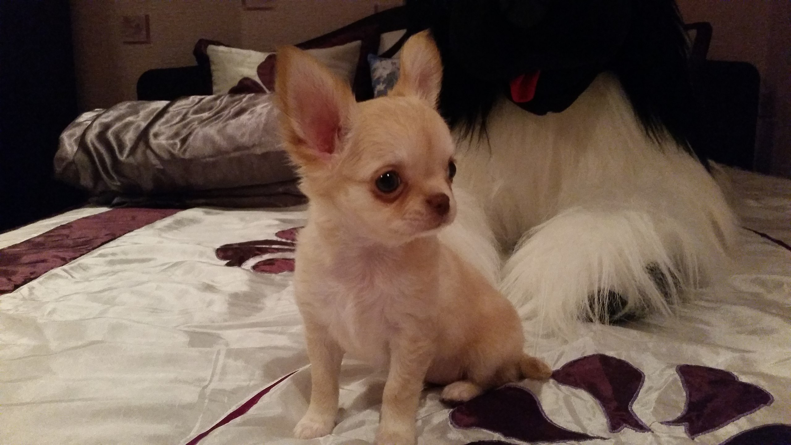 �����-������� ����� ������.