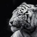 ���� ������, �������, 35 ��� - ��������� 18 ������� 2015 � ������ ������ ��������