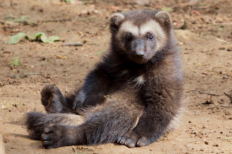 ��������� ��������