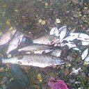 ���� ������, �������� - ��������� 10 ������� 2015 � ������ �������� � ������