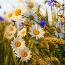 ���� �������, ��������� - ��������� 29 ������� 2016 � ������ ������ ��������