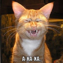 Vasil, ������, 44 ����