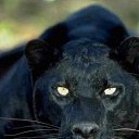  Serg, , 53  -  31  2015   djn