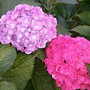 ���� �������, ������, 51 ��� - ��������� 9 ������� 2015 � ������ ���� ������